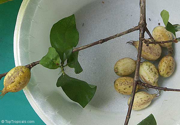 رندیا فورموسا